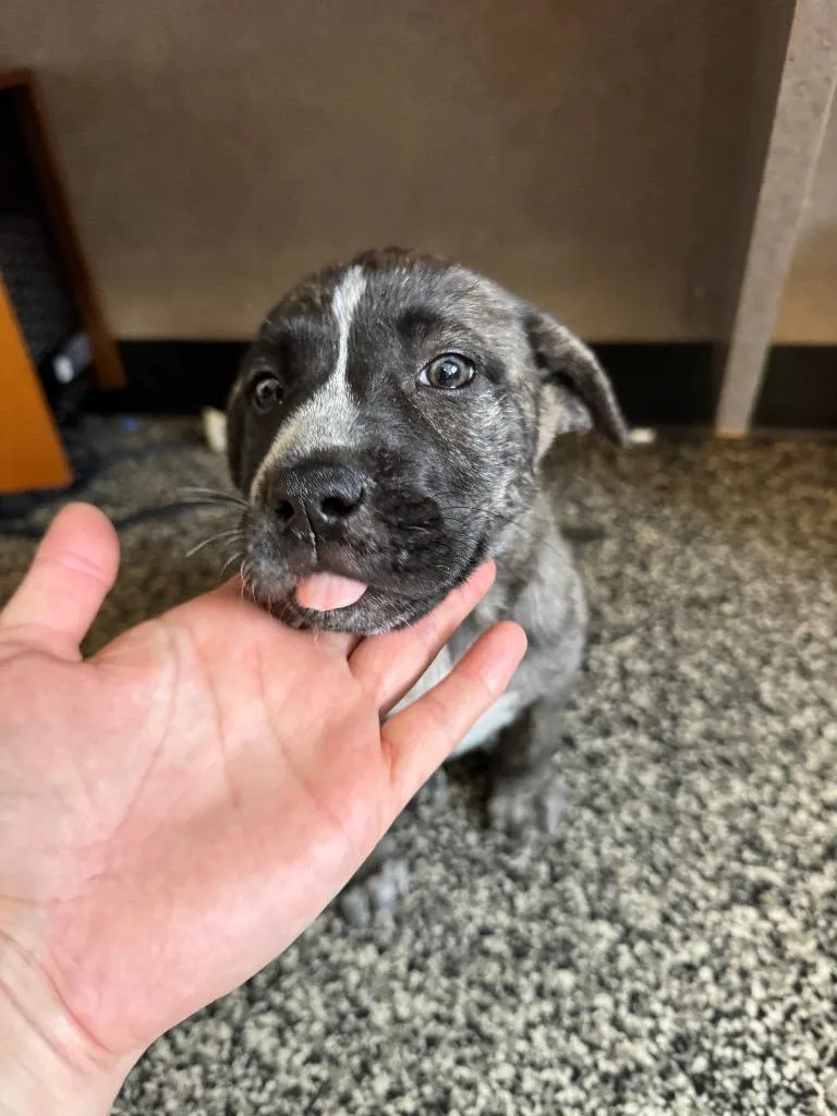 A baby small-sized female Mixed Breed dog named Elsie for adoption in Columbia, TN