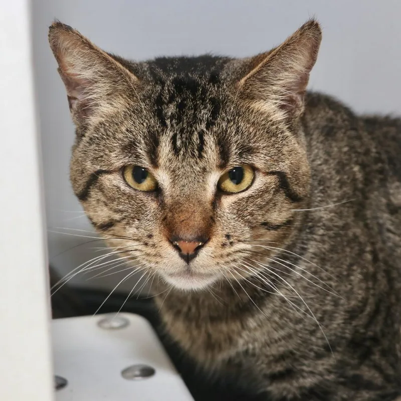 An adult medium-sized male Brown / Chocolate Domestic Short Hair cat named Wallabee for adoption in Allentown, PA