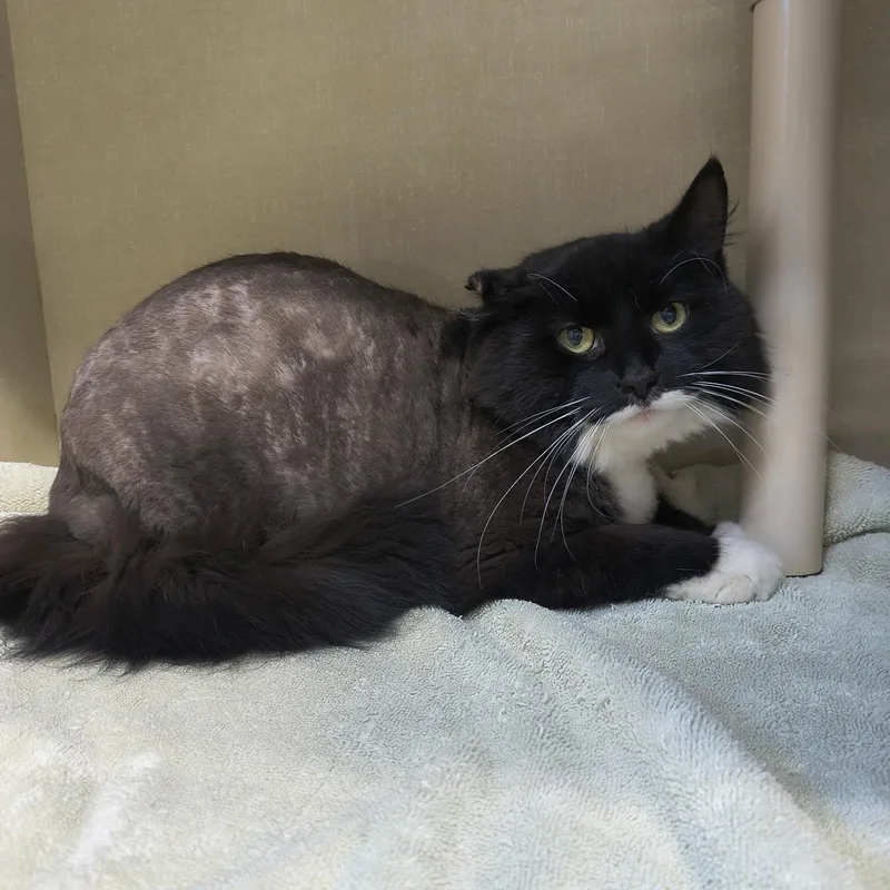An adult large-sized male Black & White / Tuxedo Domestic Long Hair cat named Mr Business for adoption in Saint Marys, PA