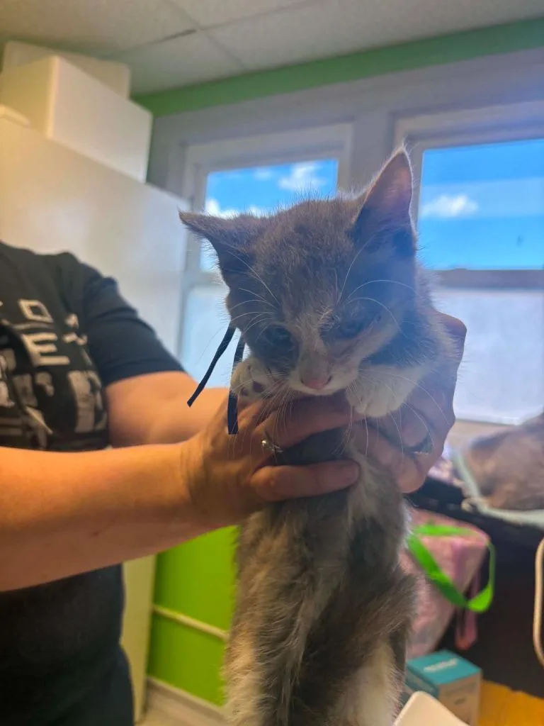 A baby medium-sized female Domestic Short Hair cat named Murder Mittens for adoption in Johnson City, TN