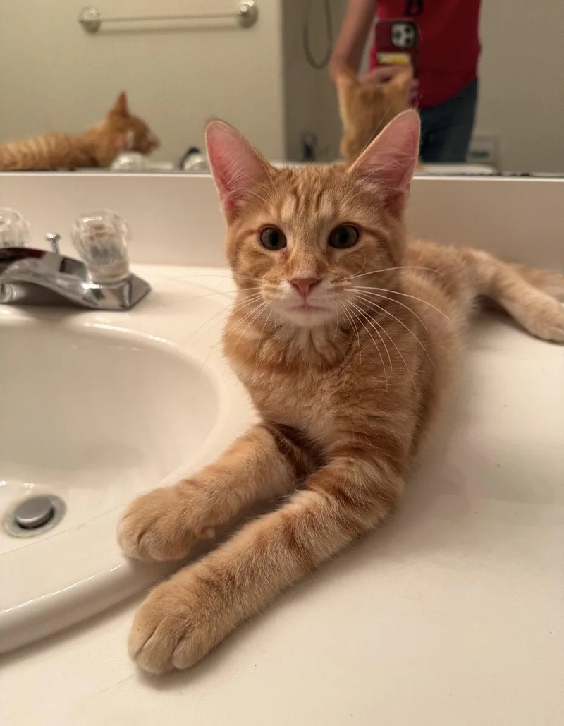 A baby medium-sized male Orange / Red Domestic Short Hair cat named Thomas for adoption in Walled Lake, MI