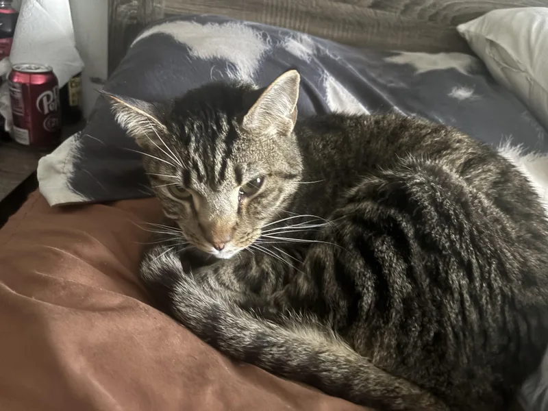 An adult small-sized male Domestic Short Hair cat named Dusty and dash for adoption in Leesville, LA