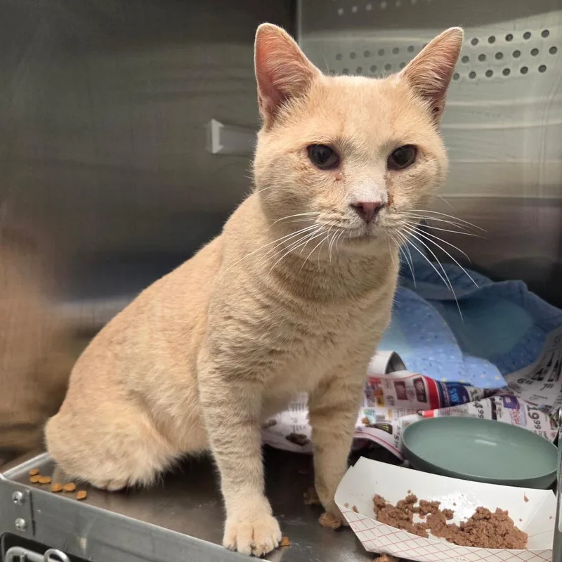An adult large-sized male Domestic Short Hair cat named Ducati for adoption in Chattanooga, TN