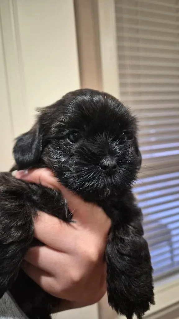A baby small-sized female Poodle dog named Koala for adoption in Bryan, TX