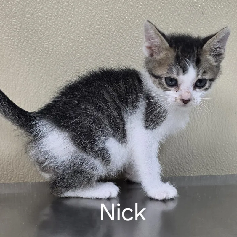 A baby medium-sized male Domestic Short Hair cat named Joe  Nick  for adoption in Brainerd, MN