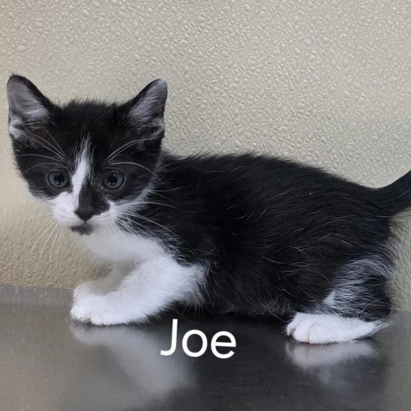 Joe  Nick  thumbnail 2