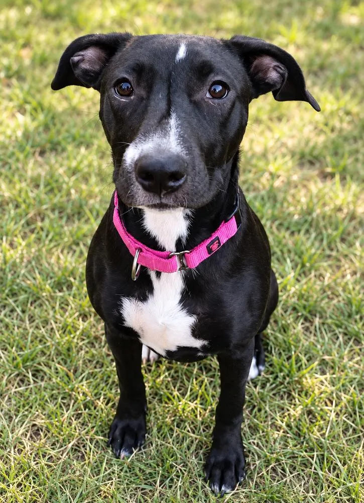 A young medium-sized female Tricolor (Brown, Black, & White) Mixed Breed dog named Sheba for adoption in Windsor Locks, CT