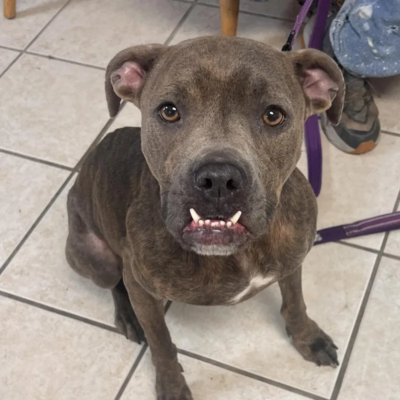 An adult medium-sized female Brindle Mixed Breed dog named Rama Fka Graceland for adoption in Camden, DE