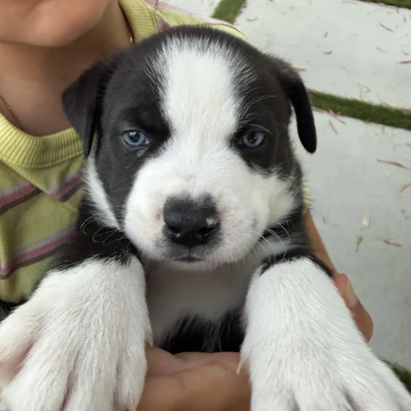 A baby medium-sized male Black Husky dog named Cooper for adoption in Oceanside, CA