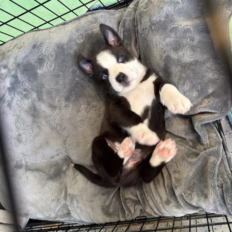 Cooper thumbnail 2