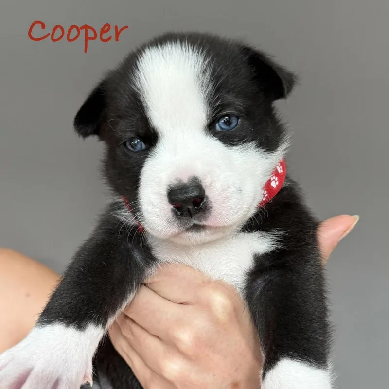 Cooper thumbnail 3