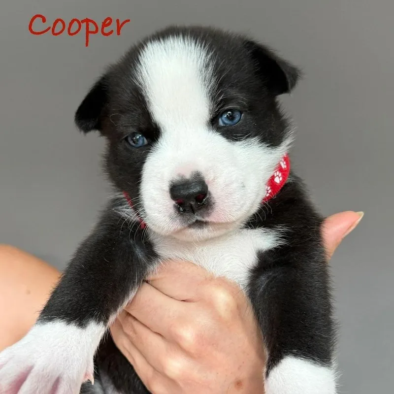 Cooper thumbnail 6