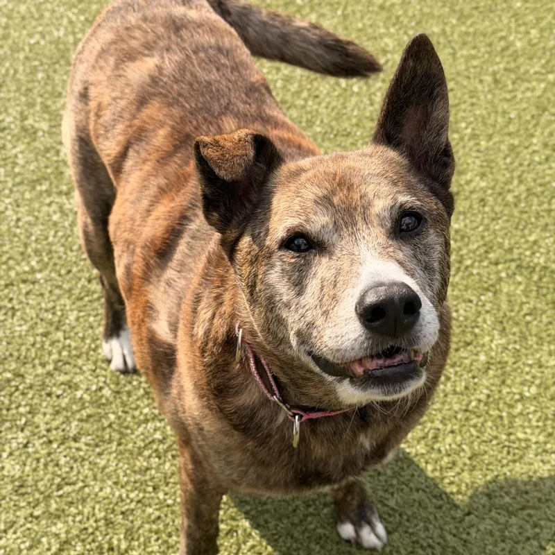 A senior medium-sized female Brindle Cattle Dog dog named Cindy for adoption in Mount Juliet, TN
