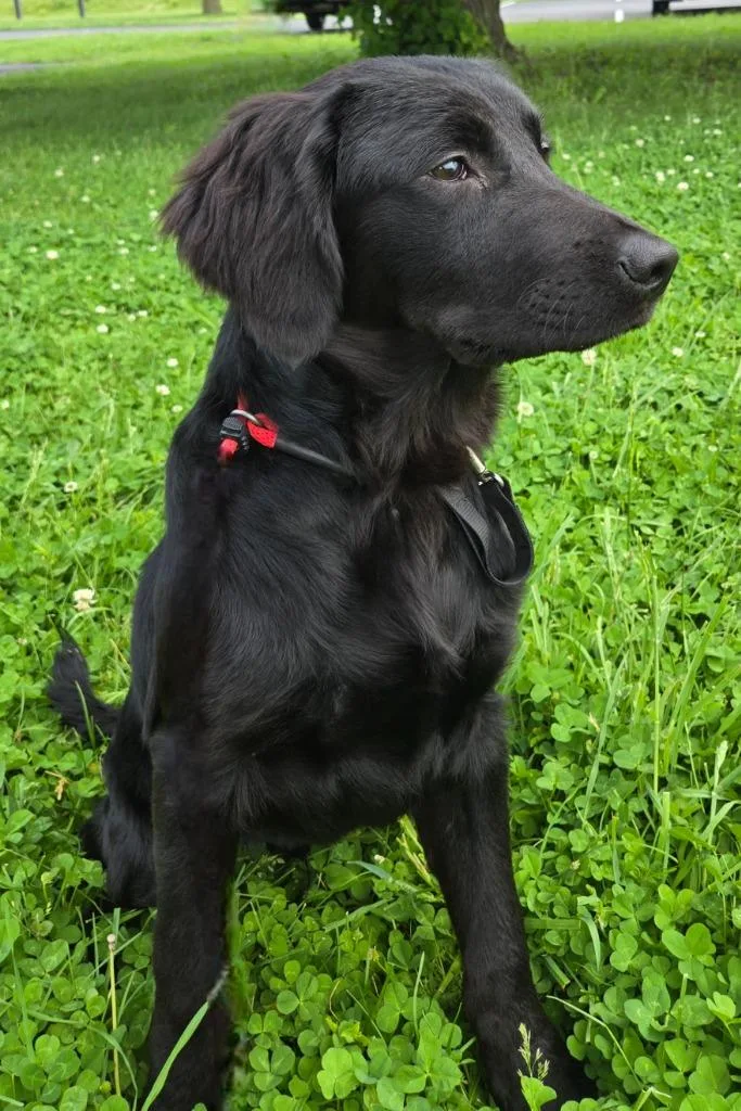 A baby medium-sized male Retriever dog named Cyrus for adoption in Sandusky, OH