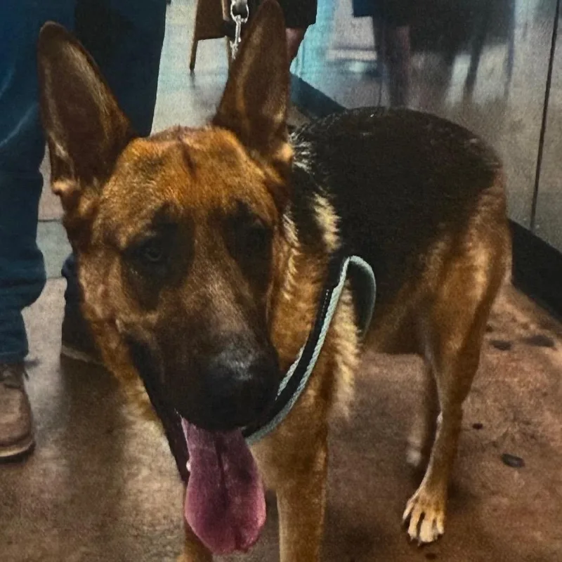 An adult large-sized female Black German Shepherd Dog dog named Judy A for adoption in Mission Hills, CA