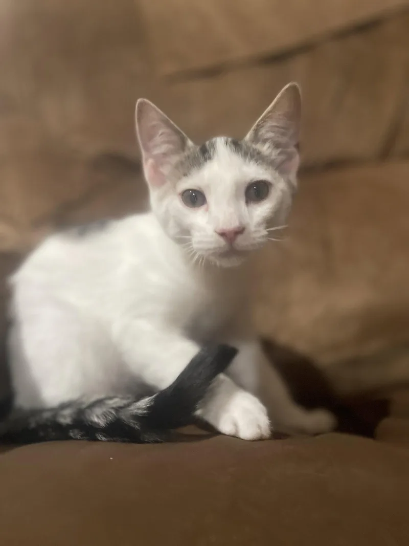 A baby medium-sized male Domestic Short Hair cat named Artie for adoption in Mesquite, TX