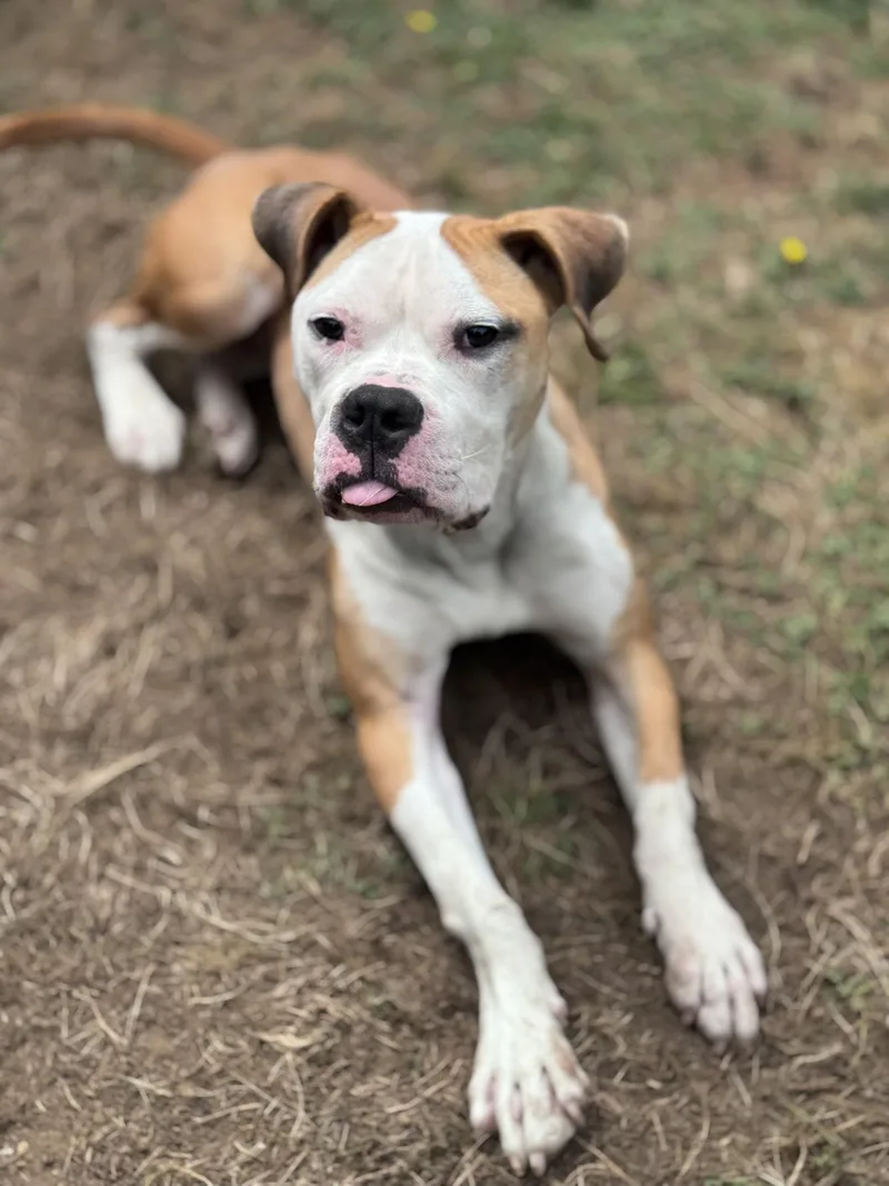 An adult medium-sized male Yellow / Tan / Blond / Fawn Pit Bull Terrier dog named Goose for adoption in Snoqualmie, WA