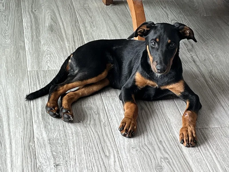 A young medium-sized female Doberman Pinscher dog named Snickers for adoption in Miami, FL