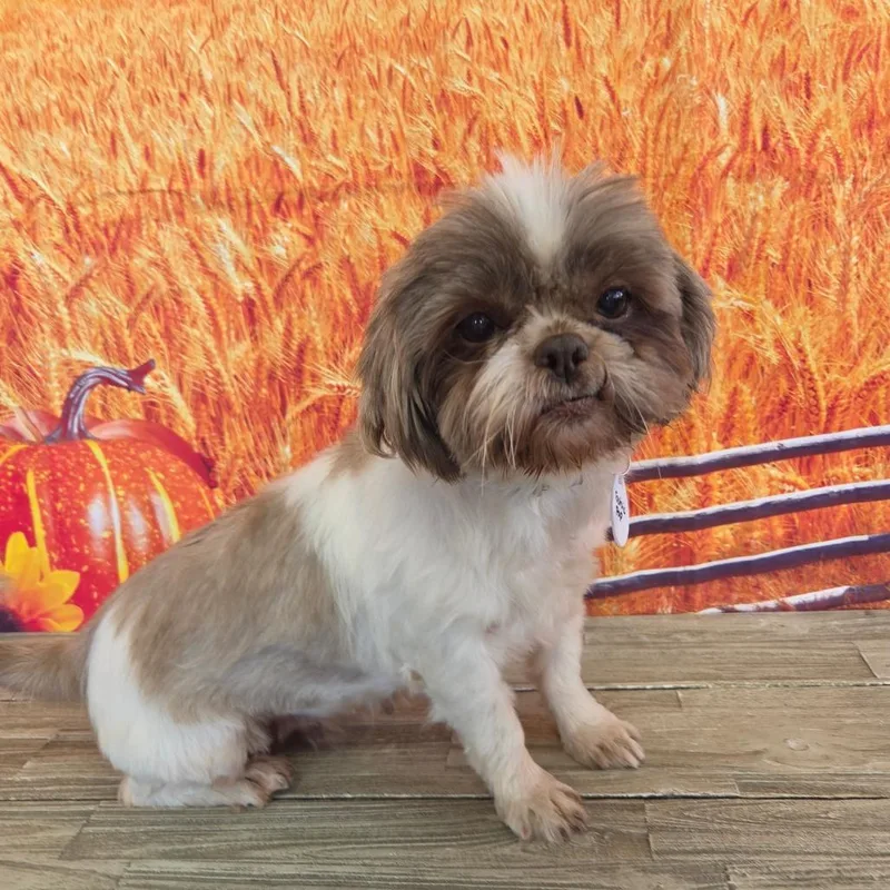 A senior small-sized female Shih Tzu dog named Tootsie Pop for adoption in Normal, IL