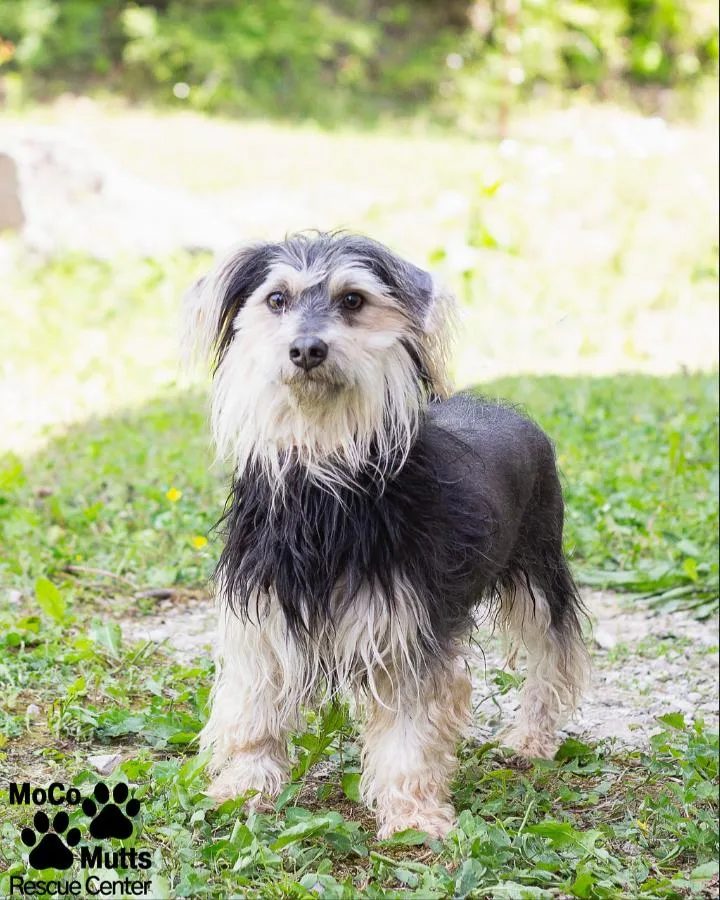 An adult small-sized male Yorkshire Terrier dog named Ranger for adoption in Sunbright, TN