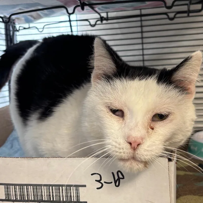 A senior medium-sized male Black Domestic Short Hair cat named Roger for adoption in Norfolk, NE