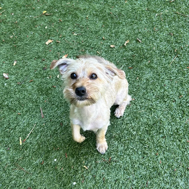 A young small-sized female Apricot / Beige Yorkie Poo dog named Paulie for adoption in Salisbury, NC