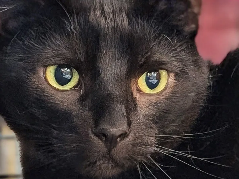 An adult large-sized male Black Domestic Short Hair cat named Echo for adoption in Monrovia, CA