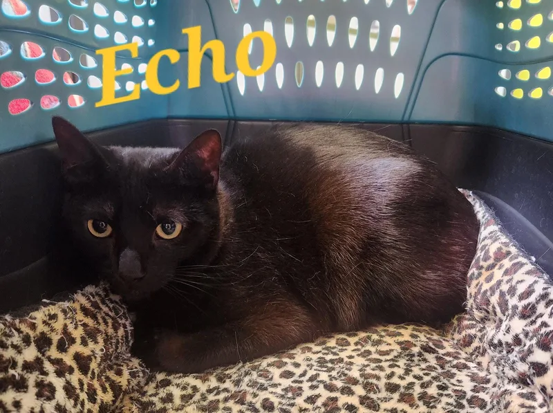 Echo thumbnail 2