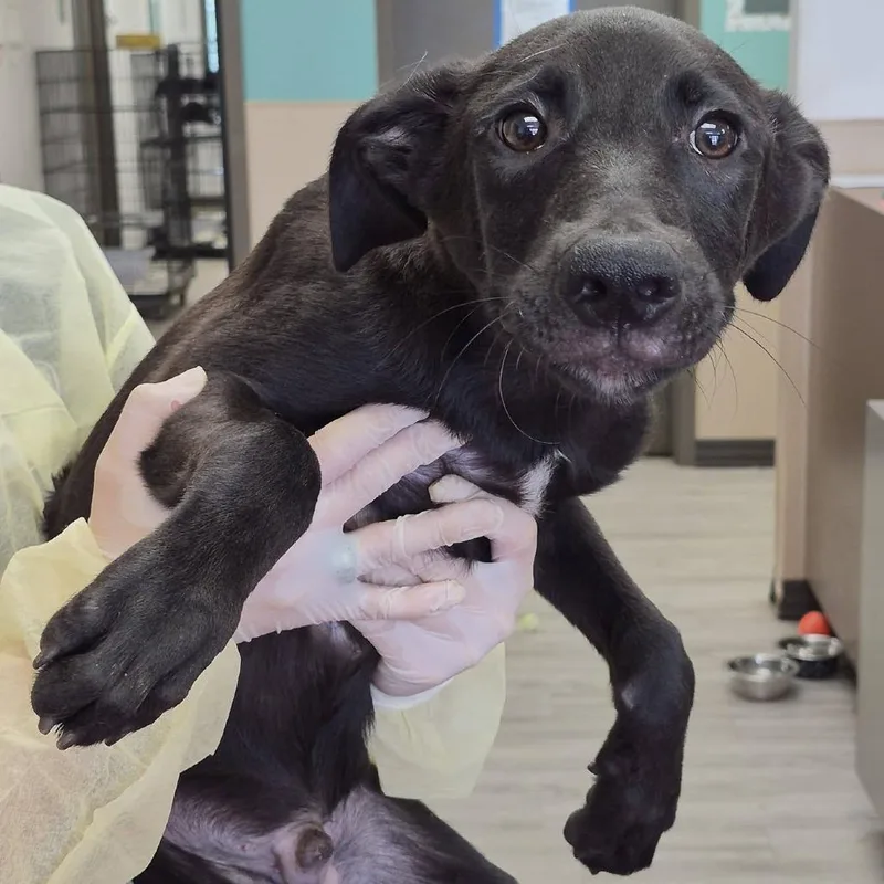 A young small-sized male Black Schnauzer dog named Oboe for adoption in Hattiesburg, MS