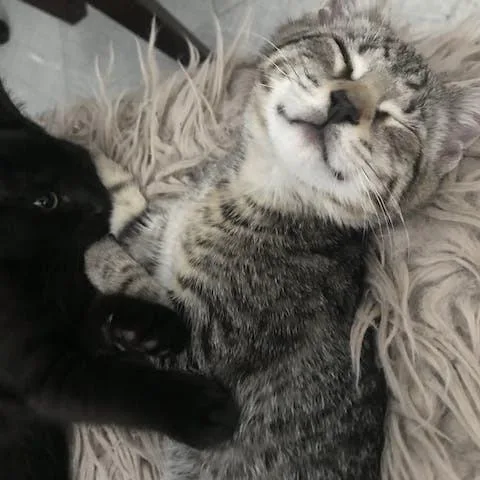 Kristie Alley Cat thumbnail 2