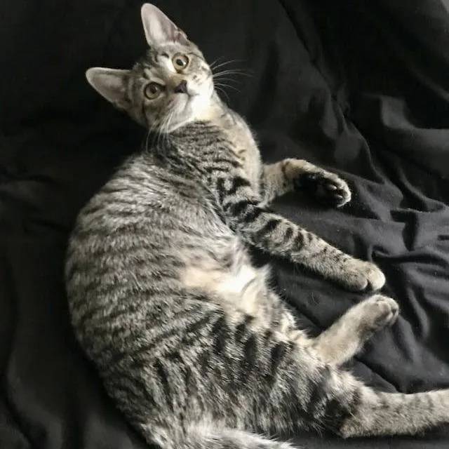 Kristie Alley Cat thumbnail 3