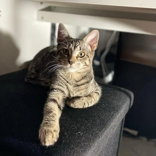 Kristie Alley Cat thumbnail 4