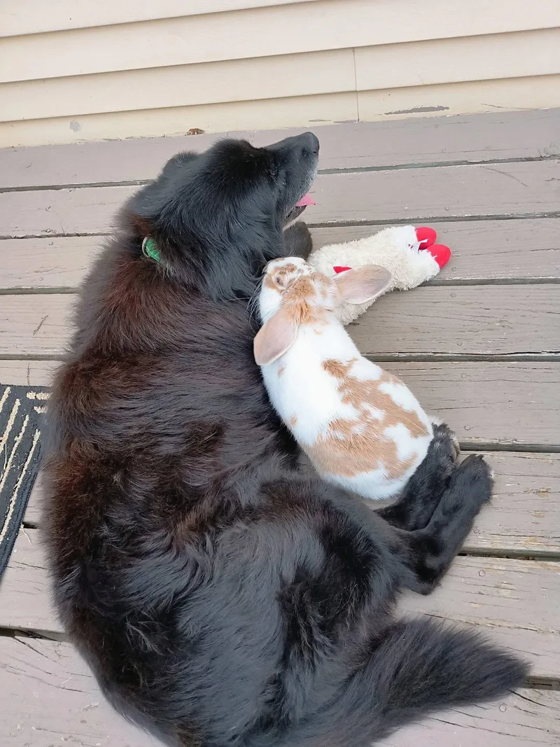 An adult large-sized male Black Shepherd dog named Bear for adoption in Union Grove, WI