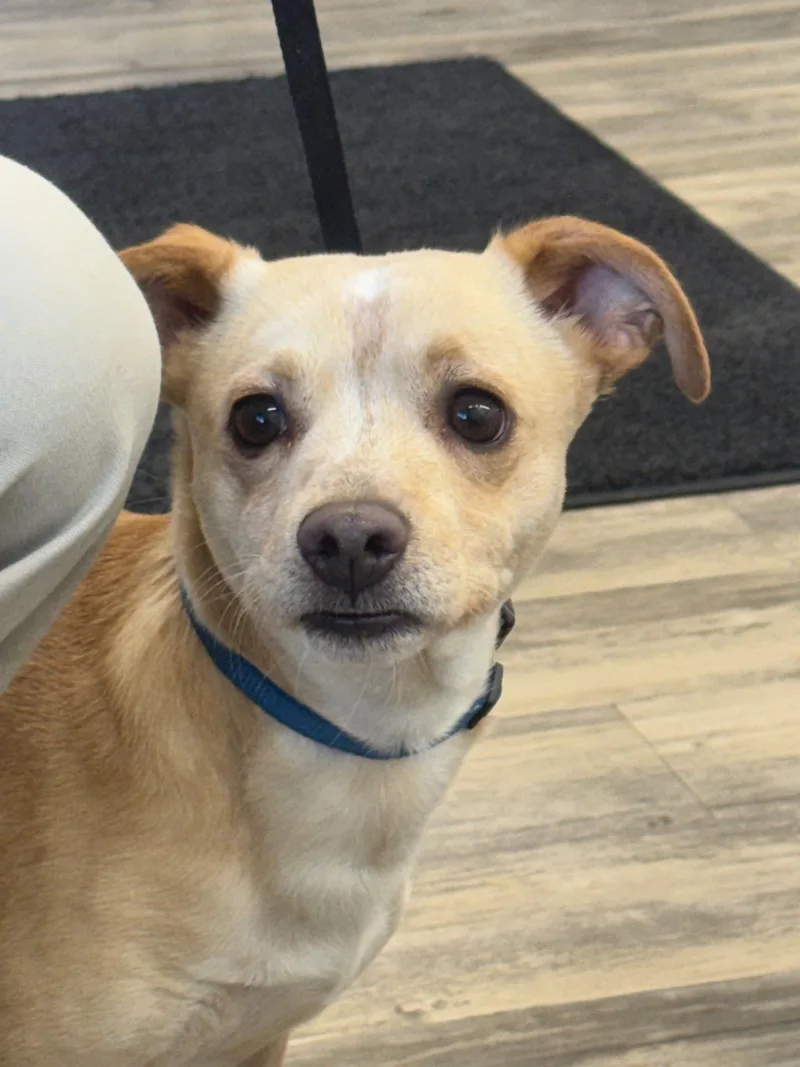 An adult small-sized male Dachshund dog named Kiko for adoption in Sonora, CA