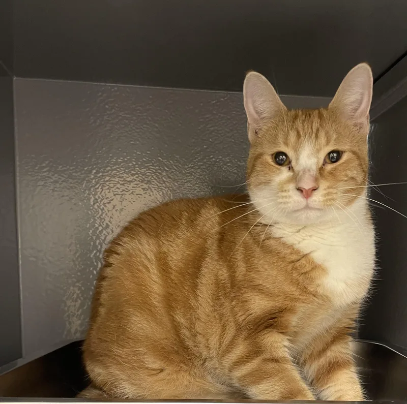 An adult medium-sized male Orange & White Domestic Short Hair cat named Milo for adoption in Highland, IN
