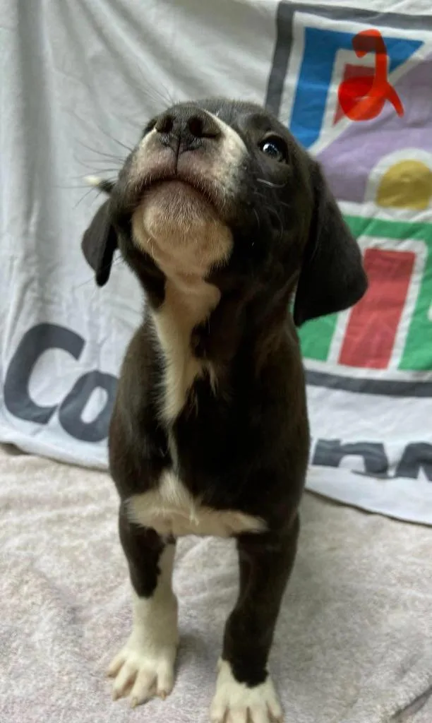 A baby medium-sized female Mixed Breed dog named Jinx for adoption in Fond Du Lac, WI
