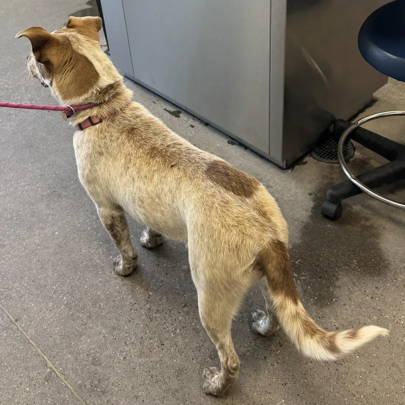 A young medium-sized female Brown / Chocolate Mixed Breed dog named Kaia for adoption in Las Cruces, NM