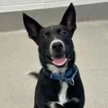 A baby medium-sized male Black Cattle Dog dog named Bam Bam for adoption in Hilliard, OH