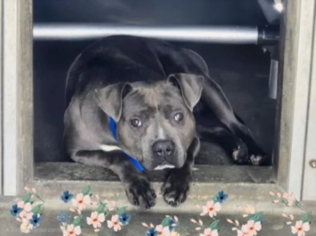 An adult medium-sized male Staffordshire Bull Terrier dog named Dawson for adoption in Van Nuys, CA