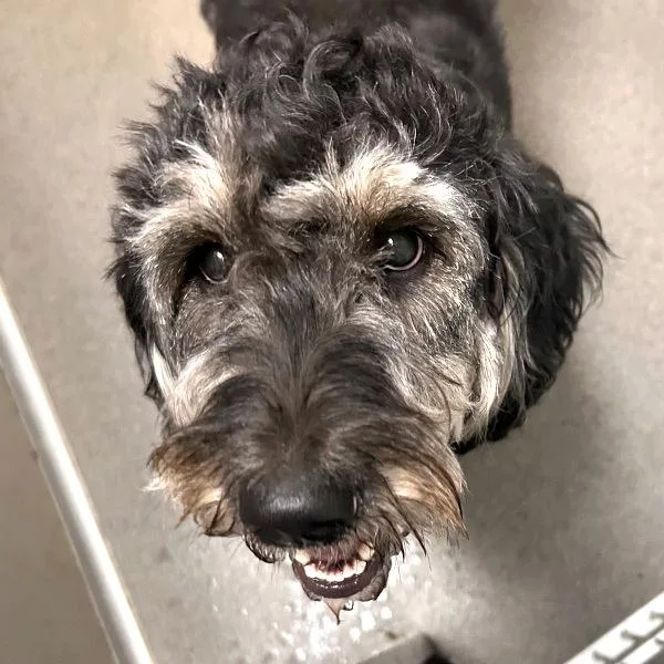 Bella
