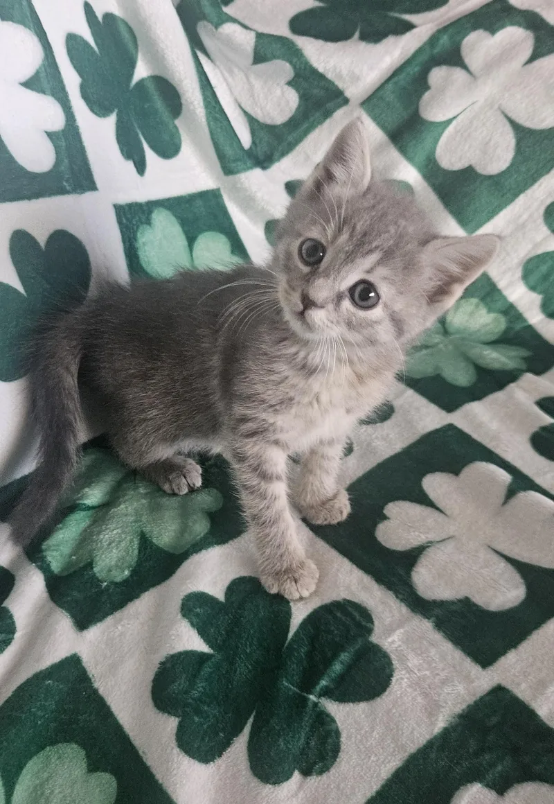 A baby medium-sized female Gray & White Domestic Medium Hair cat named Emerald for adoption in Racine, WI
