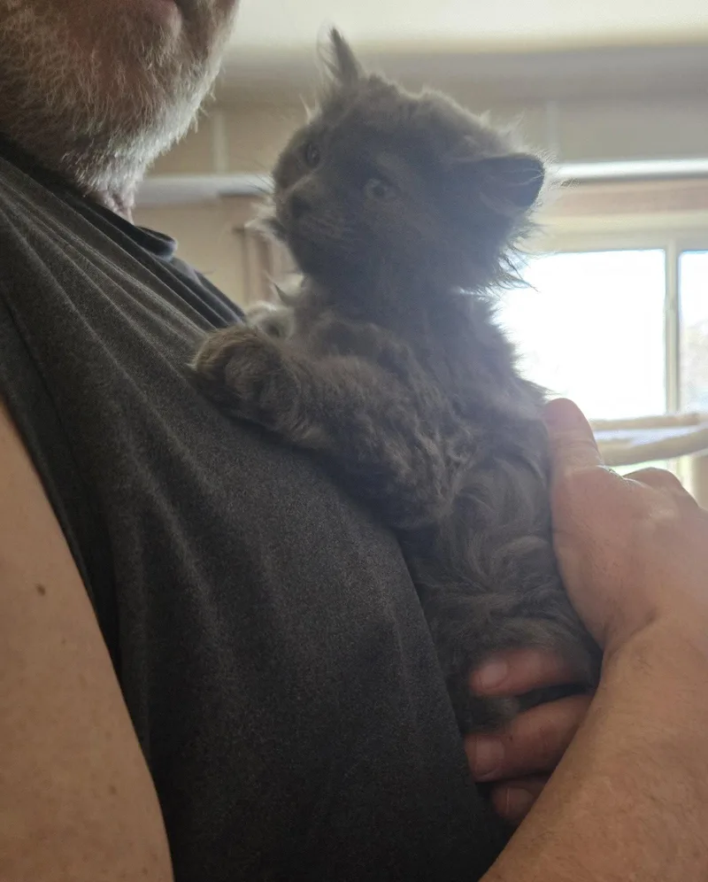A baby medium-sized female Gray / Blue / Silver Domestic Long Hair cat named Cordie for adoption in Walled Lake, MI