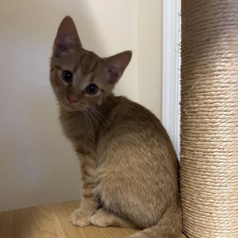 A baby small-sized female Orange / Red Domestic Short Hair cat named Honeycrisp Apple Scented Candle for adoption in Fairfax, VA