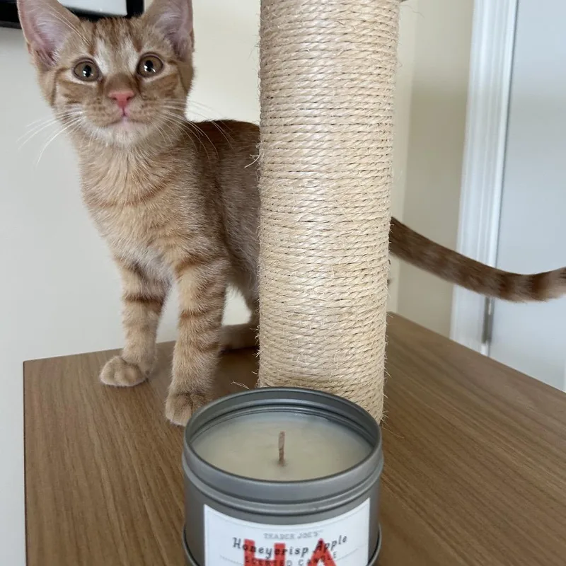 Honeycrisp Apple Scented Candle thumbnail 4