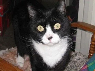 Paisley A Dear Sweetie thumbnail 2