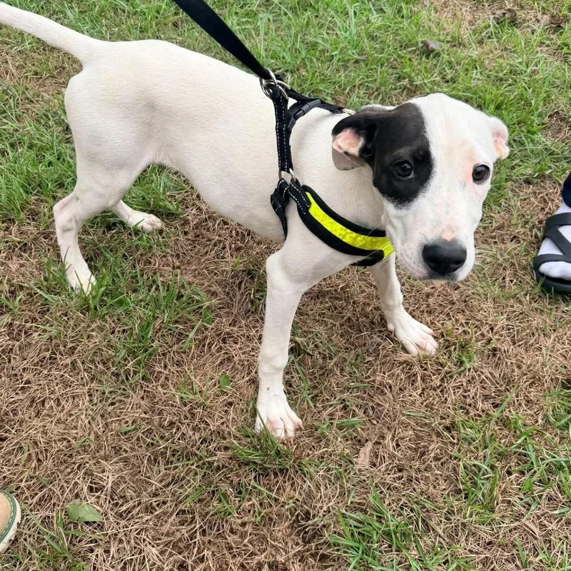 A baby small-sized female White / Cream Terrier dog named Isabella for adoption in Enterprise, AL