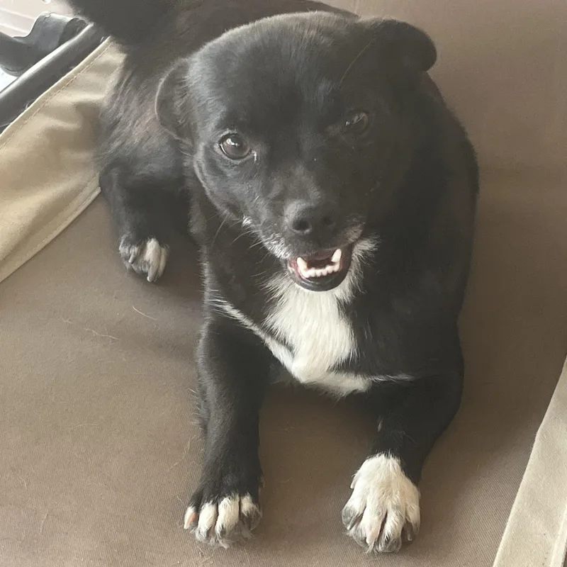 An adult small-sized female Black Chihuahua dog named Martha for adoption in Longmont, CO