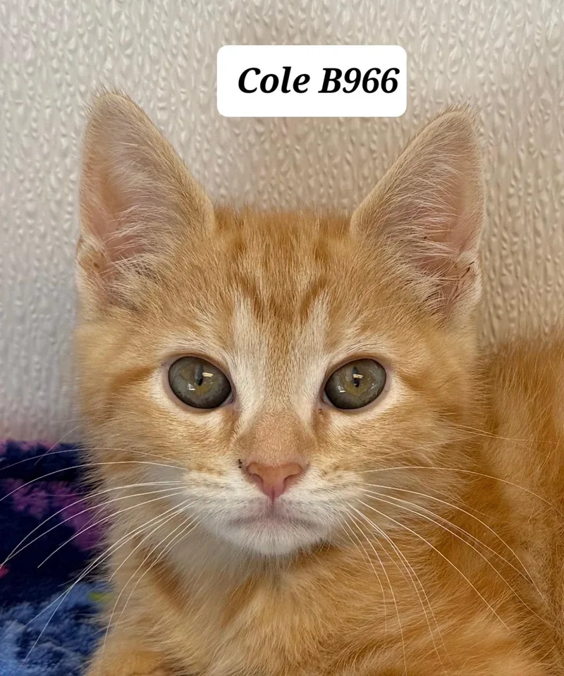 Cole