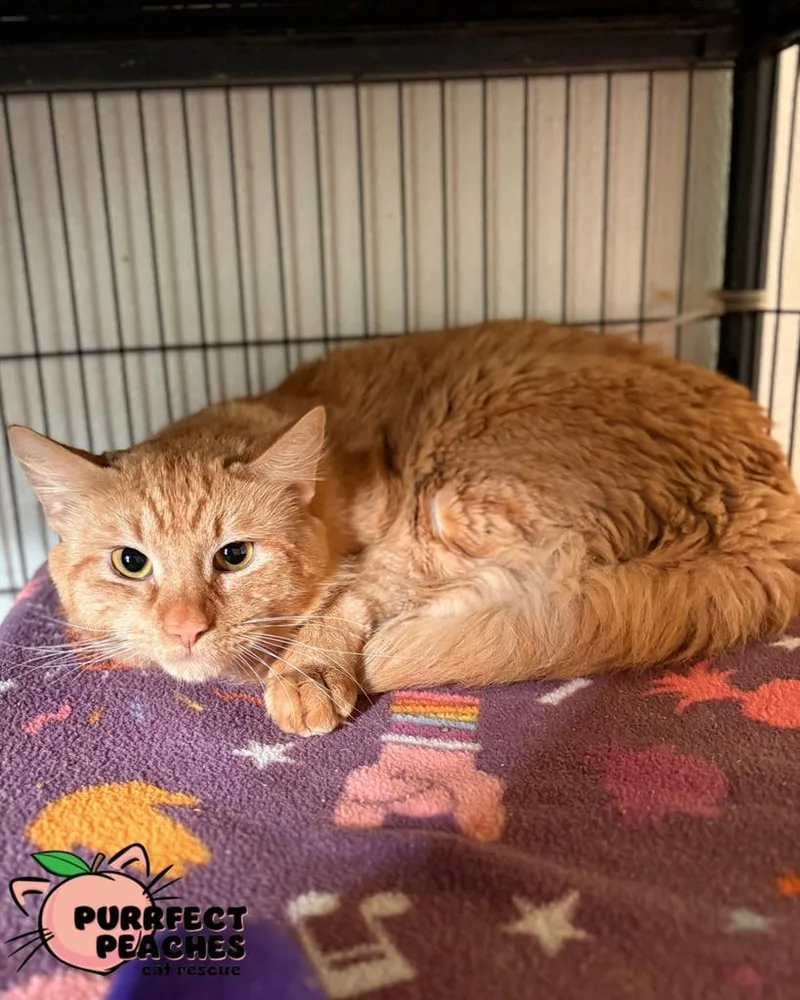 Garfield