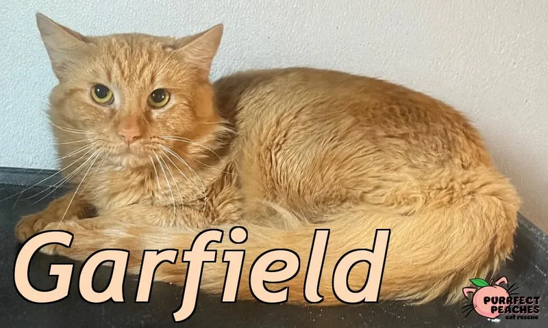 Garfield thumbnail 2